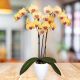 Orquídea Amarilla de 2 Varas 